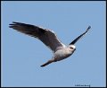 _0SB0238 white-tailed kite